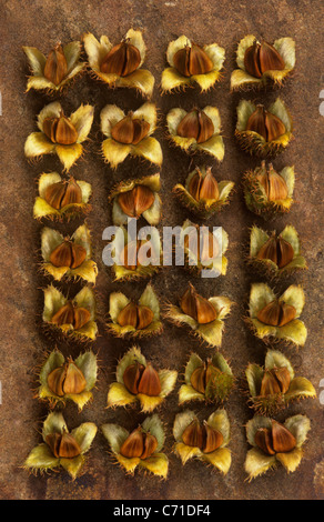 Fagus sylvatica hêtre arbre fruit connu sous le nom de faines en lignes. Banque D'Images