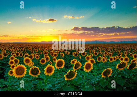 Tournesols semblent aller à l'infini, au coucher du soleil fait place à la lumière dans le Colorado dernière jours Banque D'Images