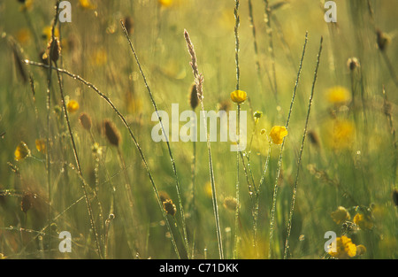 Debout sur les tiges de graminées seedheads jaune parmi les fleurs sauvages en champ. Banque D'Images