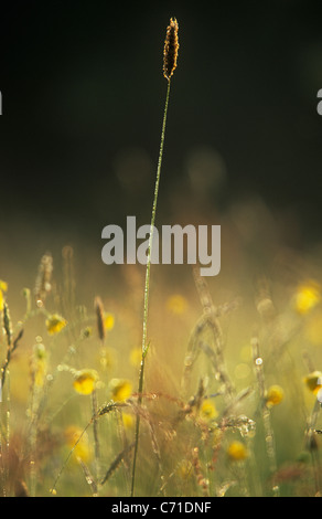 Tige d'herbe longue jaune parmi les fleurs sauvages. Banque D'Images