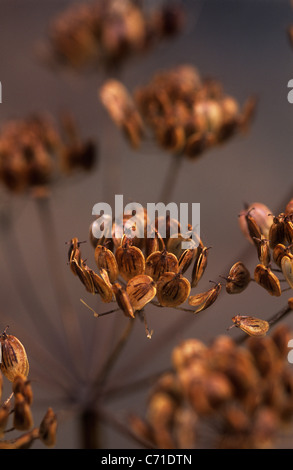 Heracleum sphondylium Berce du Caucase Brown têtes de graine. Banque D'Images