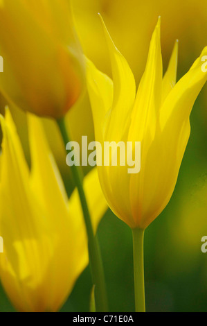 Tulipa speciosa tulipe jaune fleur. Banque D'Images