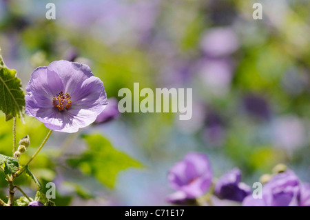 Abutilon Vitifolium fleurs mauves. Banque D'Images