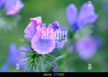 Echium plantagineum Vipérine commune de fleurs roses. Banque D'Images