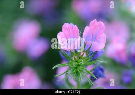 Echium plantagineum Vipérine commune de fleurs roses. Banque D'Images