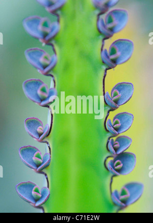 Floraison Bleu Kalanchoe plante succulente. Banque D'Images