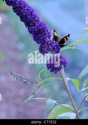Buddleja davidii 'Black Knight' papillon sur tige floraison mauve. Banque D'Images