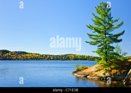 Arbre et la forêt l'automne sur un rivage rocailleux au lac de deux rivières, le parc Algonquin, Ontario, Canada Banque D'Images