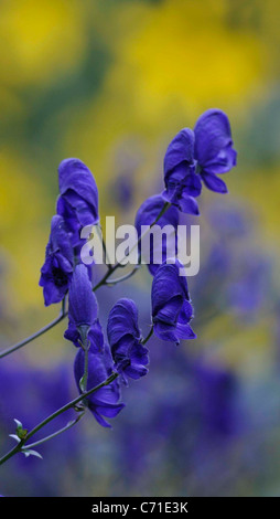 Aconitum napellus Aconit napel bleu pourpre fleurs de plante vivace. Banque D'Images