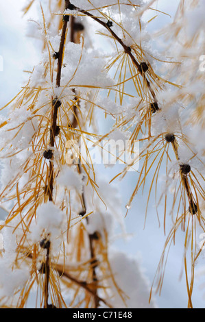 Larix decidua Mélèze en hiver avec la direction générale de la neige pendant vers le bas. Banque D'Images