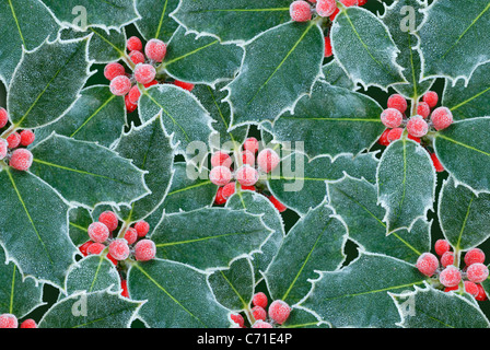 Ilex aquifolium houx du givre sur les fruits rouges et feuilles vertes. Banque D'Images