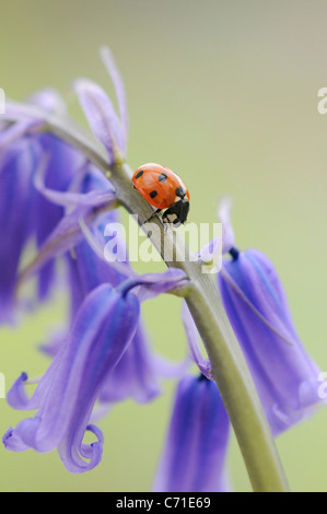 Hyacinthoides non-scripta anglais commun ou jacinthe sauvage Bluebell avec sept sur le spot ladybird épi floral Banque D'Images