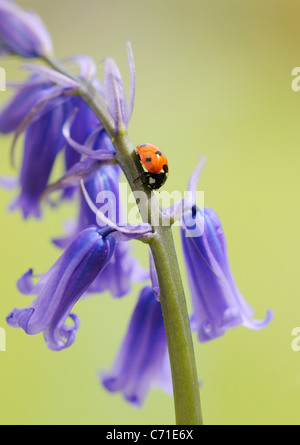 Hyacinthoides non-scripta anglais commun ou jacinthe sauvage Bluebell avec sept sur le spot ladybird pointe florale. Banque D'Images