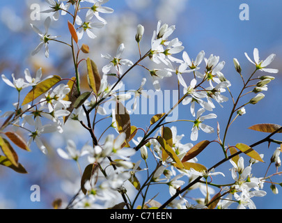 L'Amelanchier lamarckii Snowy mespilus fleurs blanches sur les branches de l'arbre à feuilles caduques contre le ciel bleu Banque D'Images