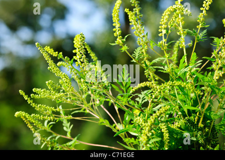 La floraison des plantes de l'herbe à poux, à l'extérieur de plus en plus d'un allergène commun Banque D'Images