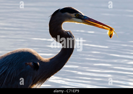 Un grand héron bleu avec un petit poisson dans sa bouche sur l'île de Hilton Head, Caroline du Sud. Banque D'Images