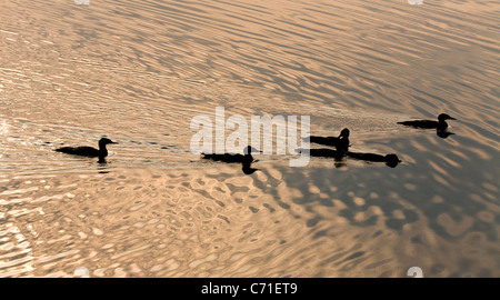 Canards harle on Golden Pond. Un troupeau de canards harle pêche six se découpant sur un lac couleur or vitreux Banque D'Images