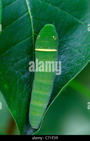 Caterpillar de la Tiger Papilio glaucus). Banque D'Images