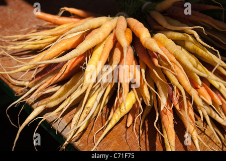 Un gros bouquet de Heirloom Carrots toutes les couleurs. Un affichage des carottes fraîchement cueillies à la Carpe du marché agricole. Banque D'Images