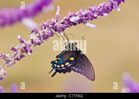 Pipevine Swallowtail Butterfly, Battus philenor, on Mexican Bush Sage, Salvia leucantha, dans un jardin à fort Davis, Texas. Banque D'Images