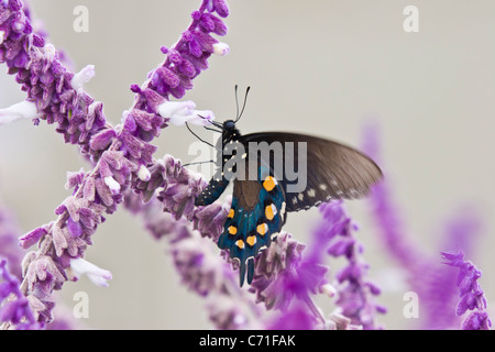 Pipevine Swallowtail Butterfly, Battus philenor, on Mexican Bush Sage, Salvia leucantha, dans un jardin à fort Davis, Texas. Banque D'Images