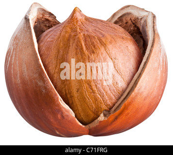Ouvrez filbert nut isolé sur un fond blanc. Banque D'Images