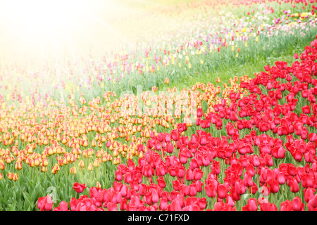 Champ avec tulipes colorées Banque D'Images