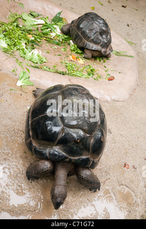 Une paire de tortues géantes d'Aldabra (Aldabrachelys gigantea) d'îles des Seychelles, Singapour, Zoo Banque D'Images