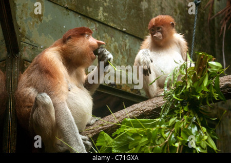 Singes Nasiques Adultes et adolescents (Nasalis larvatus) en Asie, Singapour Singapore Zoo Banque D'Images