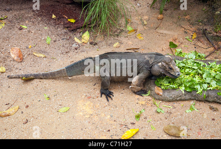 Iguane rhinocéros, (Cyclura cornuta) principalement dans les Caraïbes ; Zoo de Singapour Banque D'Images