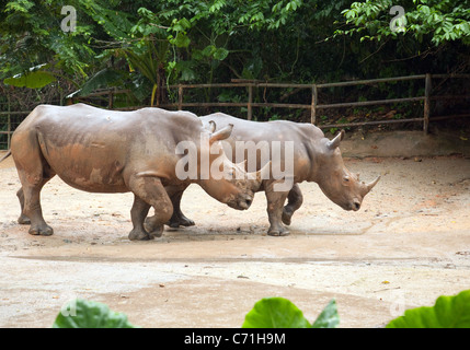 Une paire de rhinocéros blanc (Ceratotherium simum) dans Zoo de Singapour, en Asie Banque D'Images