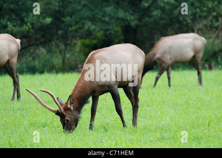 Un épi-duc le wapiti de Roosevelt mange de l'herbe dans un champ dans le nord-ouest des États-Unis. Banque D'Images