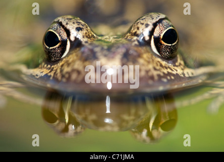 Grenouille Rousse Rana temporaria UK Banque D'Images