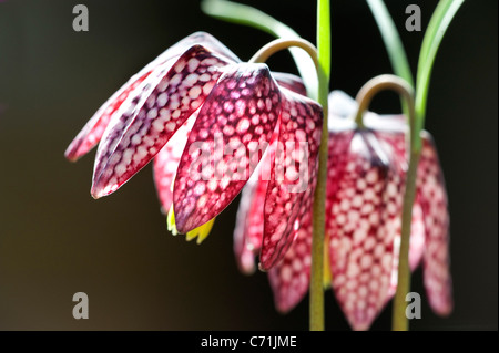 Tête de serpents Fritillary Fritillaria meleagris UK Banque D'Images