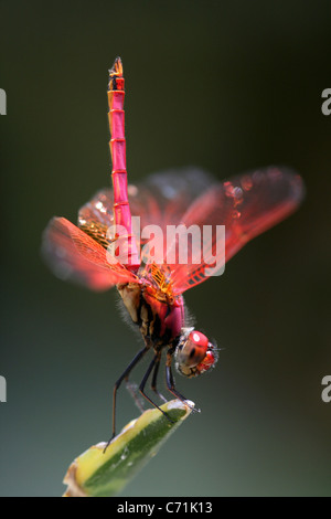 Crimson mâle Libellule Trithemis aurora planeur Marsh Banque D'Images