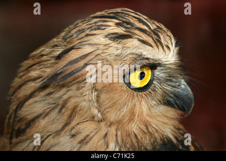 Buffy Fish-hibou Ketupa ketupu a.k.a. Hibou des poissons malais Banque D'Images