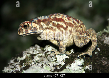 Crapaud à épine noire Duttaphrynus melanostictus Banque D'Images