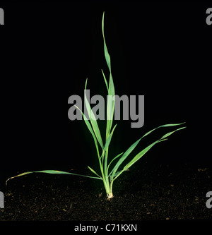 La folle avoine (Avena fatua) jeune plant de tallage Banque D'Images