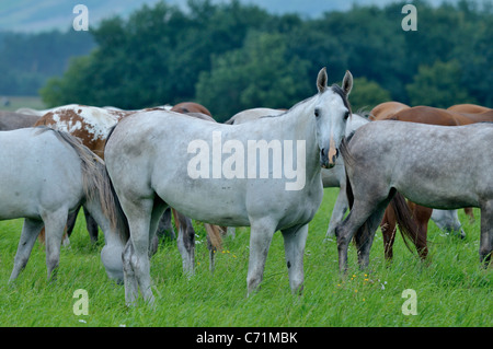 Arabian mare à l'alpage à Michalow ferme d'élevage de chevaux arabes Banque D'Images