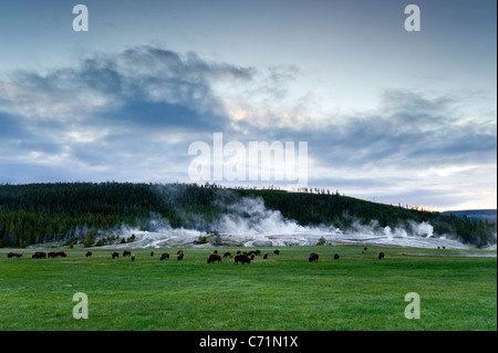 Un troupeau de bisons paissent en face de la région de geyser Basin dans le Parc National de Yellowstone, Wyoming. Banque D'Images