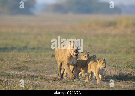 Lionne après la chasse avec des oursons. La lionne avec un museau taché de sang est de retour de la chasse pour les enfants de jeunes lions. Banque D'Images