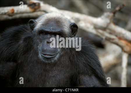 Portrait de l'homme adulte d'un chimpanzé à une courte distance. Banque D'Images