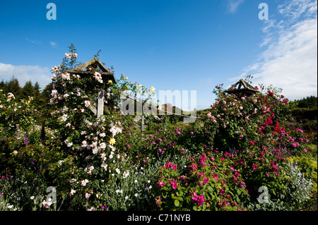 L'arbuste Jardin de roses en juin, RHS Rosemoor, Devon, Angleterre, Royaume-Uni Banque D'Images