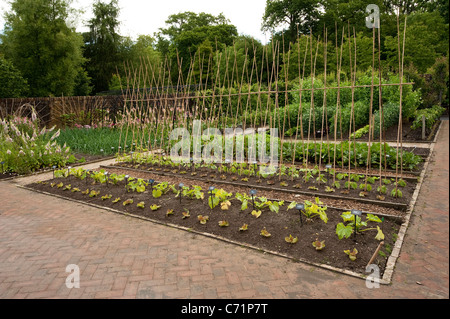 Le Jardin des Fruits et légumes en juin, RHS Rosemoor, Angleterre, Royaume-Uni Banque D'Images