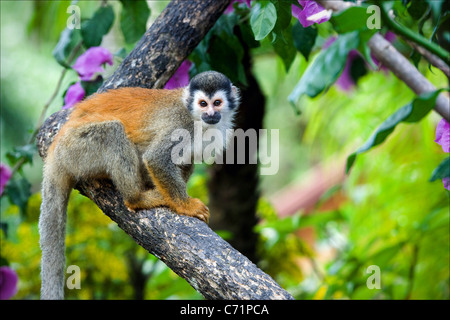 Le singe écureuil. Le singe écureuil saimiri est assis sur une branche d'arbre et pose. Banque D'Images