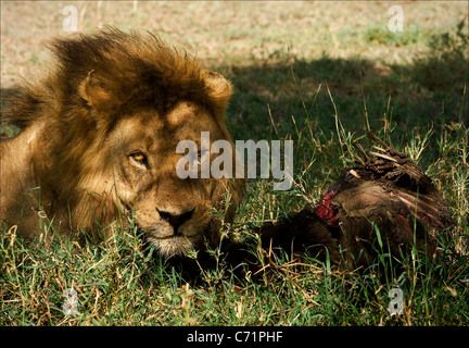 Lion avec la proie. Banque D'Images