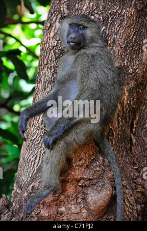 Baboon sur un arbre. Le babouin est assis sur un arbre et pose, à la recherche de la chambre. Banque D'Images