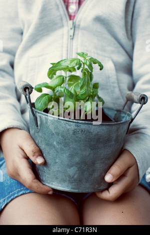 Enfant tenant pot de basilic plante, mid section Banque D'Images