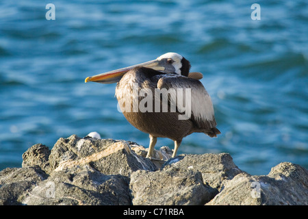 Pélican brun Pelecanus occidentalis, Vina del Mar, Chili, Amérique du Sud Banque D'Images