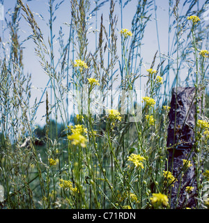 Fleurs jaune Banque D'Images